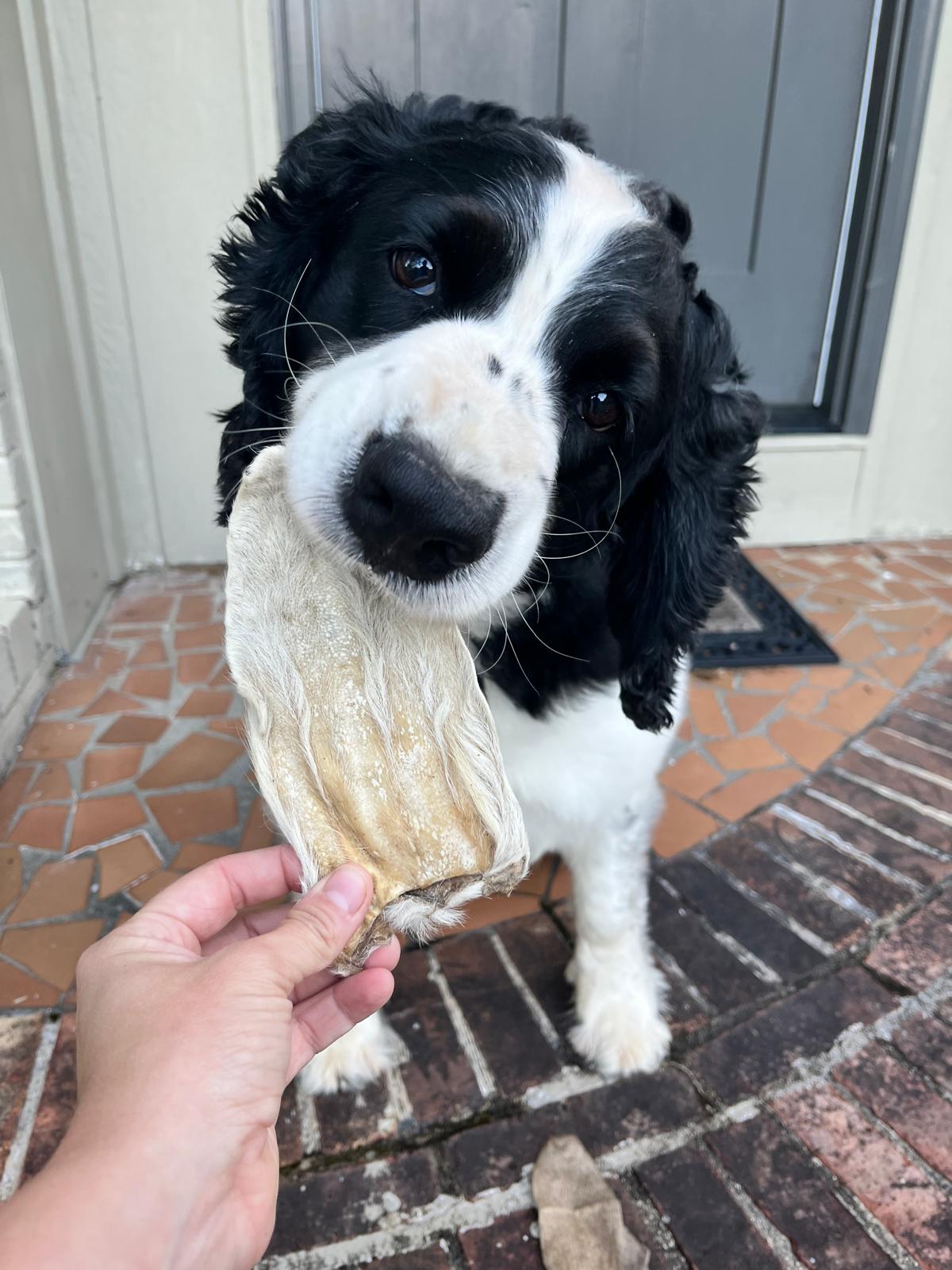 Dehydrated Goat Ears