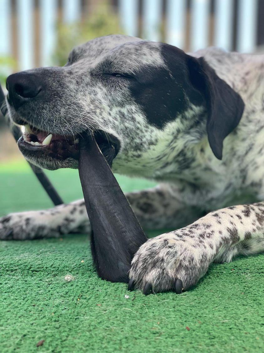 Dehydrated Beef Ears