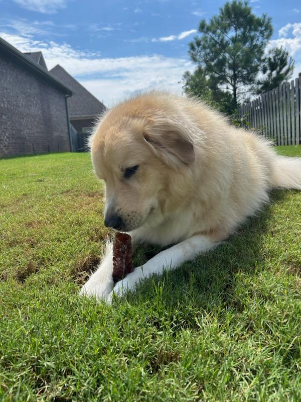 Dehydrated Beef Trachea