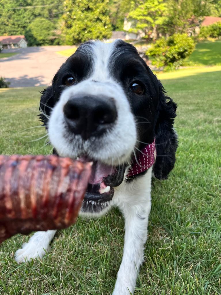 Dehydrated Beef Trachea