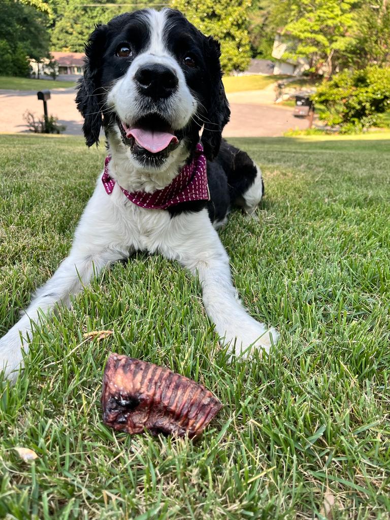 Dehydrated Beef Trachea