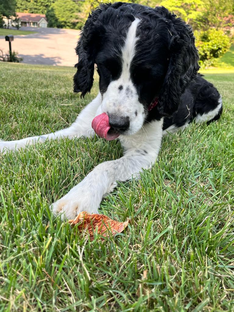 Dehydrated Chicken Jerky